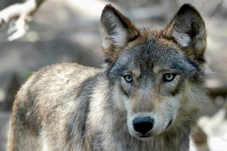 Michigan may adopt grey wolf hunting season if federal protections are lifted